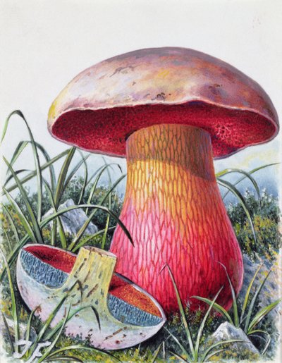 Studie av svamp av Josef Fleischmann